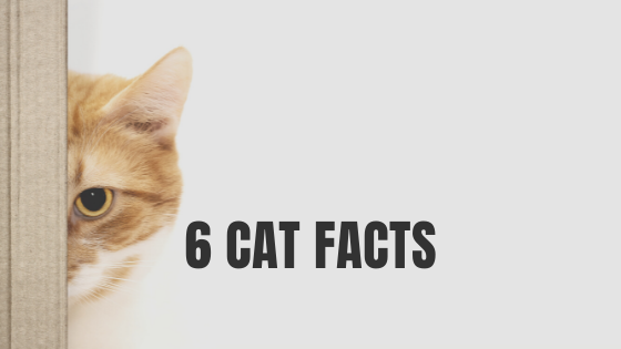 6 Cat Facts